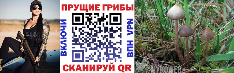 блэк спрут вход  купить наркотик  Михайловск  darknet формула  Галлюциногенные грибы Magic Shrooms 