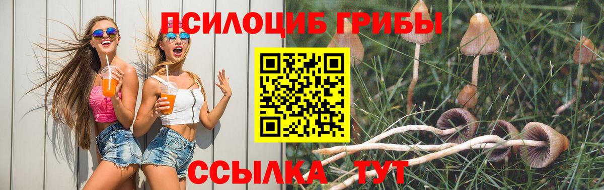 Псилоцибиновые грибы Cubensis Михайловск